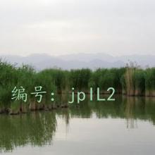 λ
