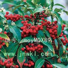 չ滮