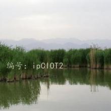 ع