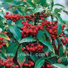 չ滮