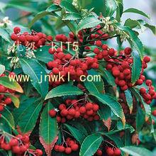 չ滮