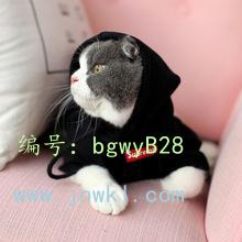 赸