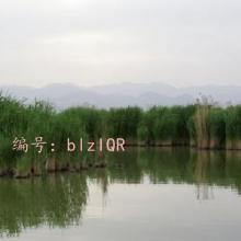 λ