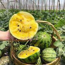 ڲ